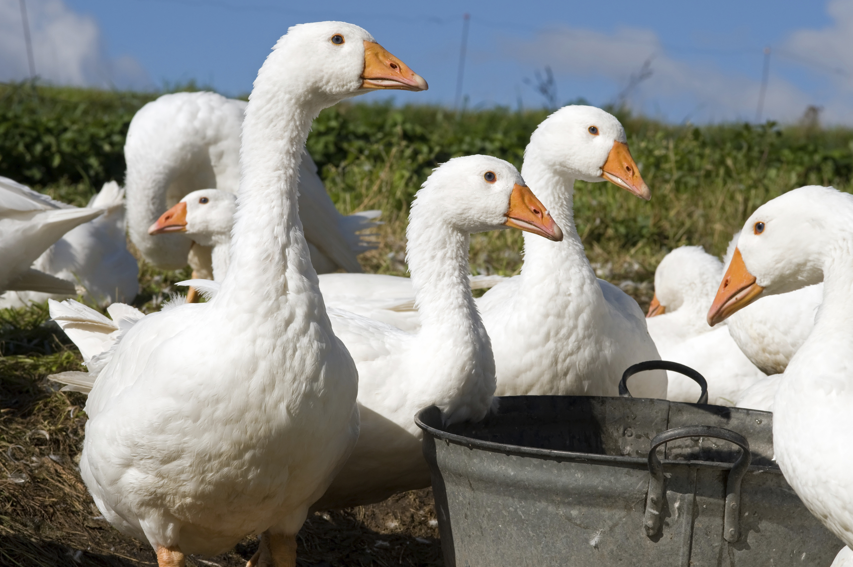 Manufaktur Gänse